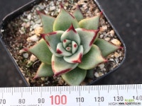 원종에보니 S0758 다육식물