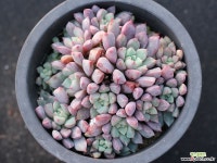 에쿠스 군생 S0761 다육식물