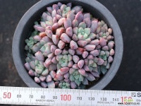 에쿠스 군생 S0761 다육식물