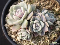 타이니버거 군생 S0581 다육식물