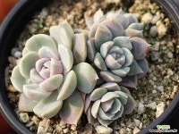 타이니버거 군생 S0581 다육식물