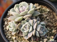 타이니버거 군생 S0581 다육식물