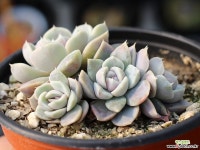 타이니버거 군생 S0581 다육식물