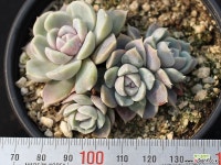 타이니버거 군생 S0581 다육식물