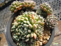 멕시코미니마1113-2 다육식물