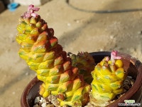 리치아이(금)25 선인장