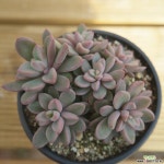 원종프리티 1113-26 다육식물