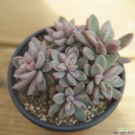 원종프리티 1113-26 다육식물