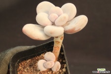 달마미인 132003 다육식물