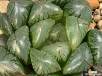 수정(중묘) 42-33 하월시아