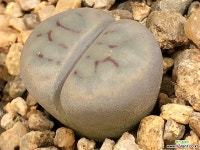 리톱스 12-14 리톱스/메셈