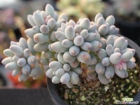 베이비핑거 군생 S0745 다육식물