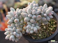 베이비핑거 군생 S0745 다육식물