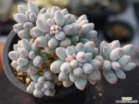 베이비핑거 군생 S0745 다육식물