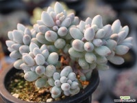 베이비핑거 군생 S0745 다육식물