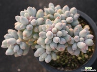 베이비핑거 군생 S0745 다육식물