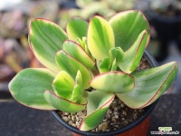 황금염좌 S0638 다육식물