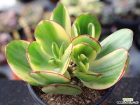 황금염좌 S0638 다육식물