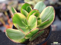 황금염좌 S0638 다육식물