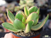 황금염좌 S0638 다육식물