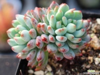 블루엘프 목대 군생 S0692 다육식물