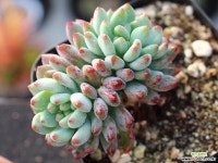 블루엘프 목대 군생 S0692 다육식물