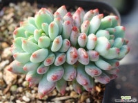 블루엘프 목대 군생 S0692 다육식물