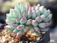 블루엘프 목대 군생 S0692 다육식물