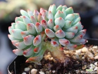 블루엘프 목대 군생 S0692 다육식물