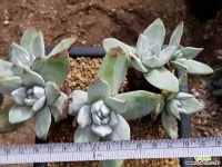 환엽블러프레쳐스(6두) 8111-3918 두들레야