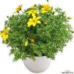 바이랜드(중품) 야생화