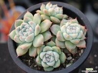 써브림 군생 S0755 다육식물