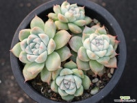 써브림 군생 S0755 다육식물