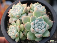 써브림 군생 S0755 다육식물