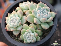 써브림 군생 S0755 다육식물