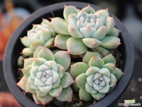 써브림 군생 S0755 다육식물