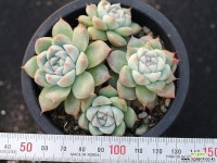 써브림 군생 S0755 다육식물