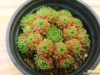 그린바위솔-34 바위솔