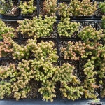 희성/랜덤 다육식물