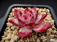 원종콜로라타 11-484 다육식물