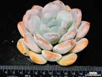 펄베리35 다육식물