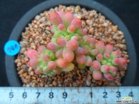 747 을려심철화 다육철화