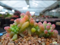 747 을려심철화 다육철화