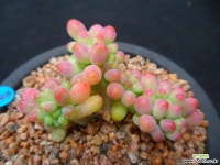 747 을려심철화 다육철화