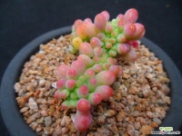 747 을려심철화 다육철화