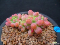 747 을려심철화 다육철화