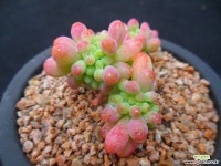 747 을려심철화 다육철화