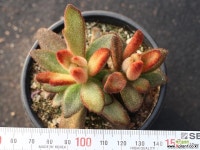 적토이 군생 S0675 다육식물