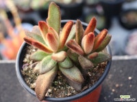 적토이 군생 S0675 다육식물