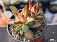 적토이 군생 S0675 다육식물